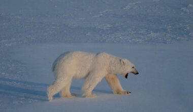 Dramatic drop in Arctic sea ice levels puts an end to hopes of short-term recovery