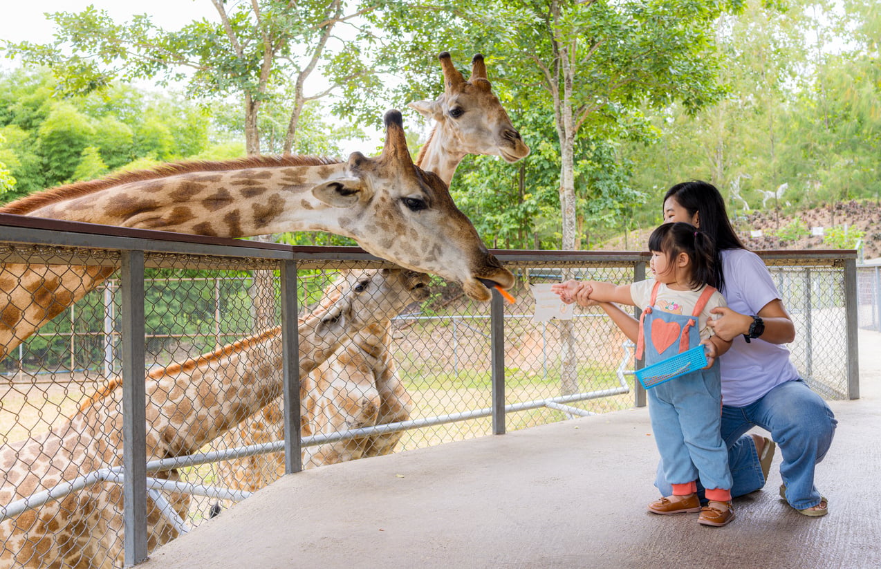 A woman and a young girl feed giraffes over a fence at a zoo, one of the popular tourist attractions in the area. The giraffes are reaching out their long necks to eat, while trees and greenery are visible in the background.
