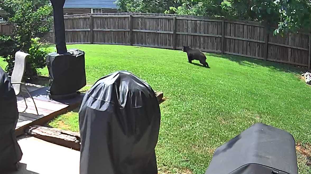 Experts weigh in after uptick in Greenville-area bear sightings