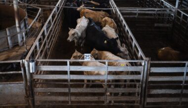 Texas cattle, other animals, banned from entering Canada