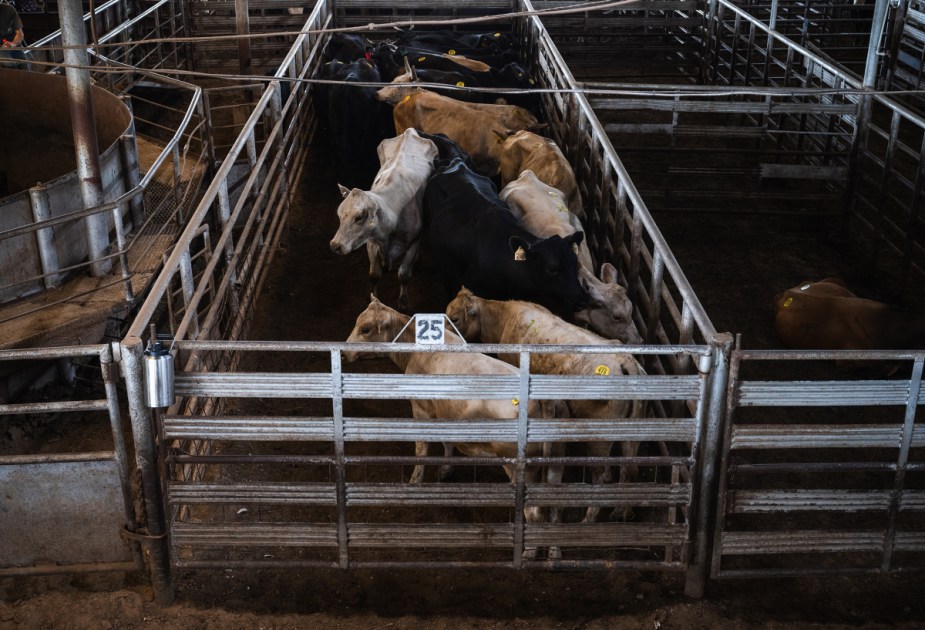 Texas cattle, other animals, banned from entering Canada