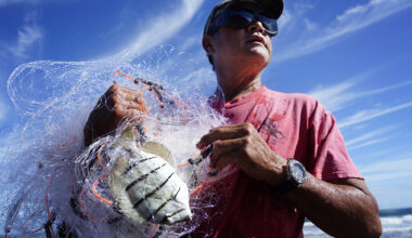 Keli‘i Alapa‘i yells to his son after catching a few manini, also called convict tangs, in Hāʻena community fishing waters Sunday, June 28, 2026, in Hāʻena.