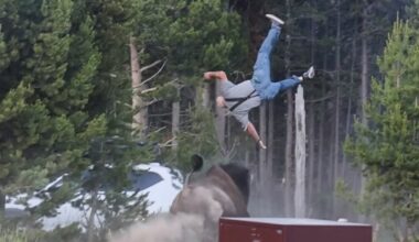 Grandfather hospitalized after bison charge sends him flying 8 feet at Yellowstone - NBC News
