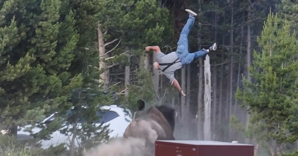 Grandfather hospitalized after bison charge sends him flying 8 feet at Yellowstone - NBC News