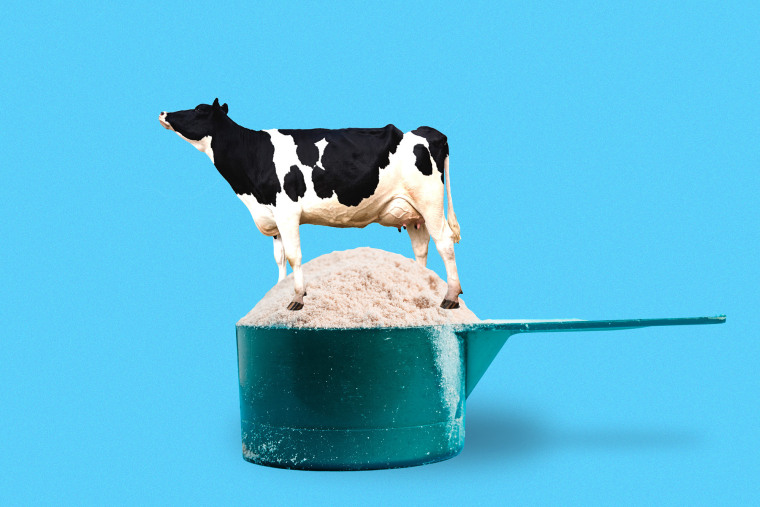 Cow standing in whey protein 