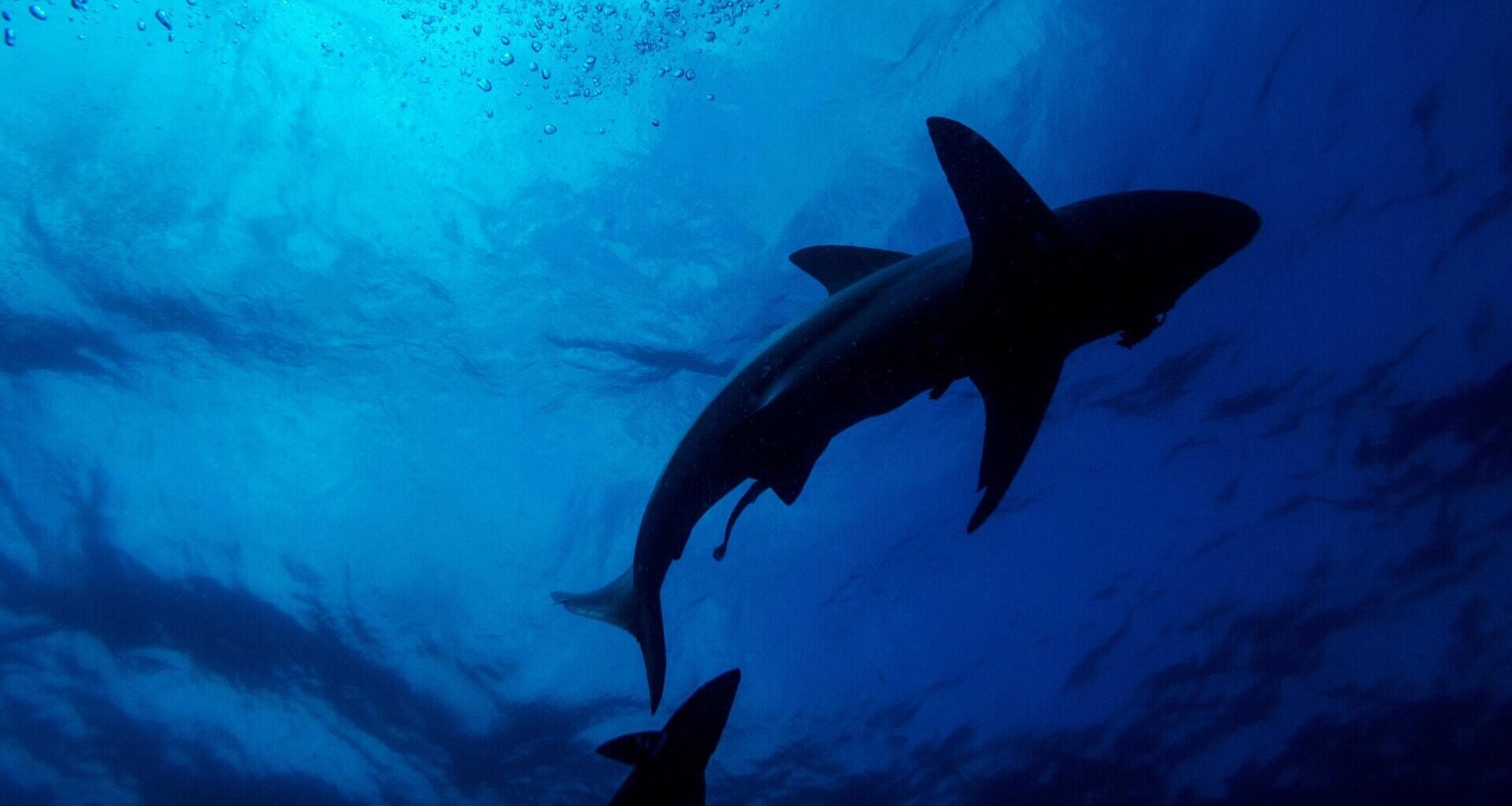 Ocean temperatures are reshaping where sharks travel.