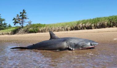 Great white shark washes up on Nova Scotia beach