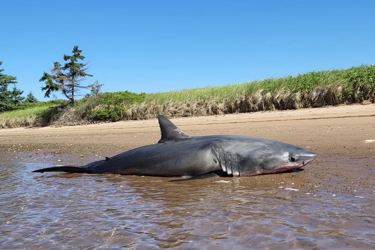 Great white shark washes up on Nova Scotia beach