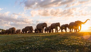 The elephants, made from an invasive plant from India, are en route to Boston, the next stop on their worldwide tour.
