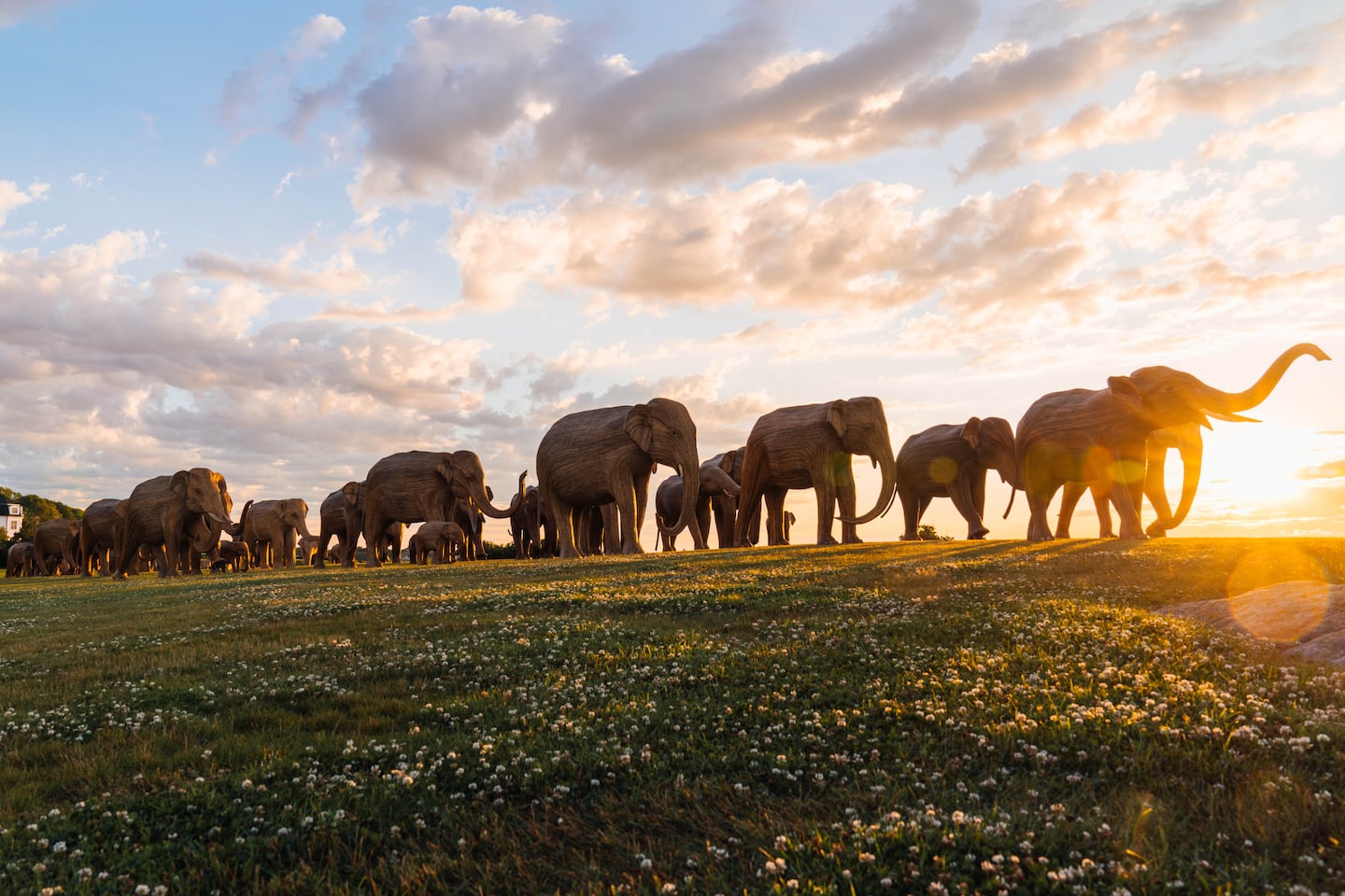 The elephants, made from an invasive plant from India, are en route to Boston, the next stop on their worldwide tour.