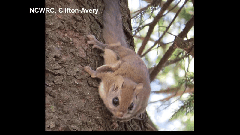 FILE IMAGE of a Carolina northern flying squirrel, which is federally and state-listed as endangered. (Photo: NC Wildlife Resource Commission/Clifton Avery)
