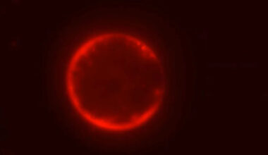 Scientists Have Created a Cell from Scratch and Researchers Say ‘We Can Engineer It’