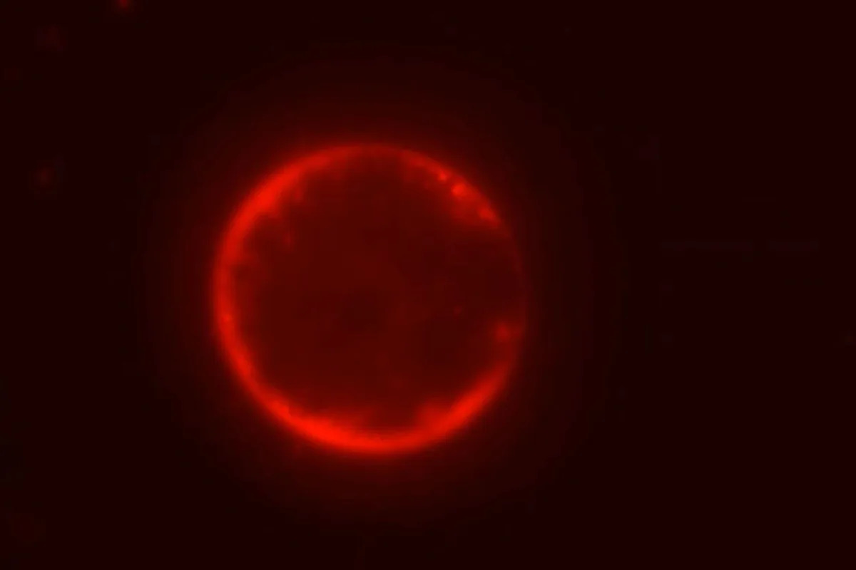 Scientists Have Created a Cell from Scratch and Researchers Say ‘We Can Engineer It’