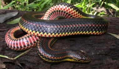 Rainbow Snake population declining; public asked to report sightings :: WRAL.com