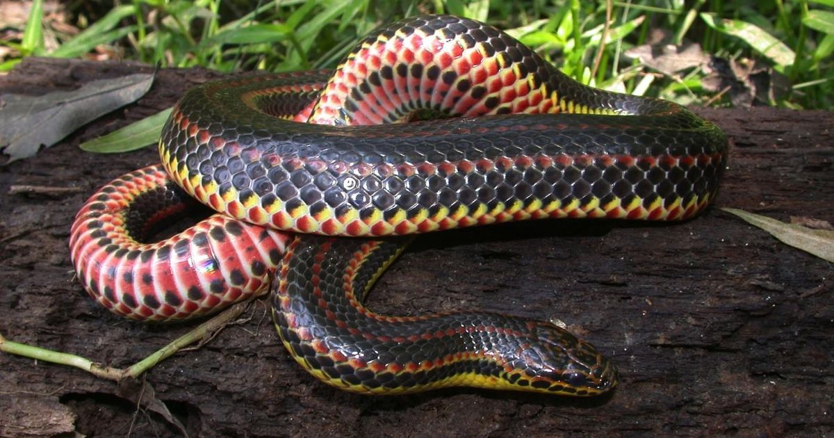 Rainbow Snake population declining; public asked to report sightings :: WRAL.com