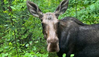 Hiker is stalked by two moose in Colorado