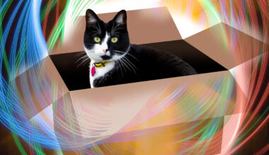 Schrödinger’s Cat Just Got a Whole Litter of Weird New Siblings in a Major Quantum Breakthrough
