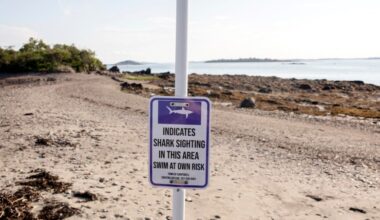 Great white shark spotted near Harpswell beach - The Portland Press Herald