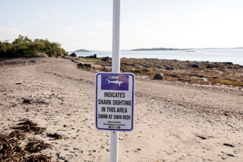 Great white shark spotted near Harpswell beach - The Portland Press Herald