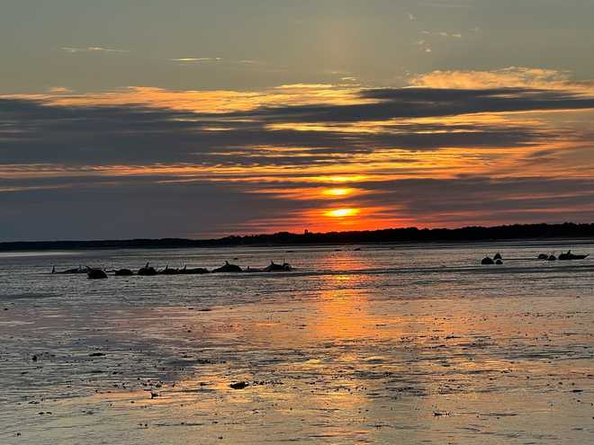 Cape Cod Dolphins Stranded 7.13 cape cod dolphins stranded 7.13