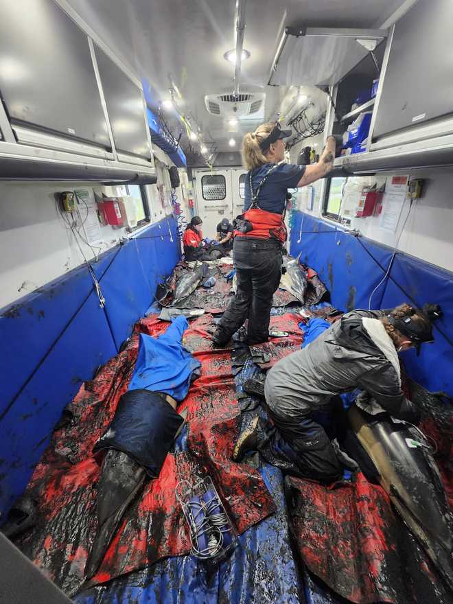 IFAW Marine Mammal Rescue Team Rescues Dolphins ifaw marine mammal rescue team rescues dolphins