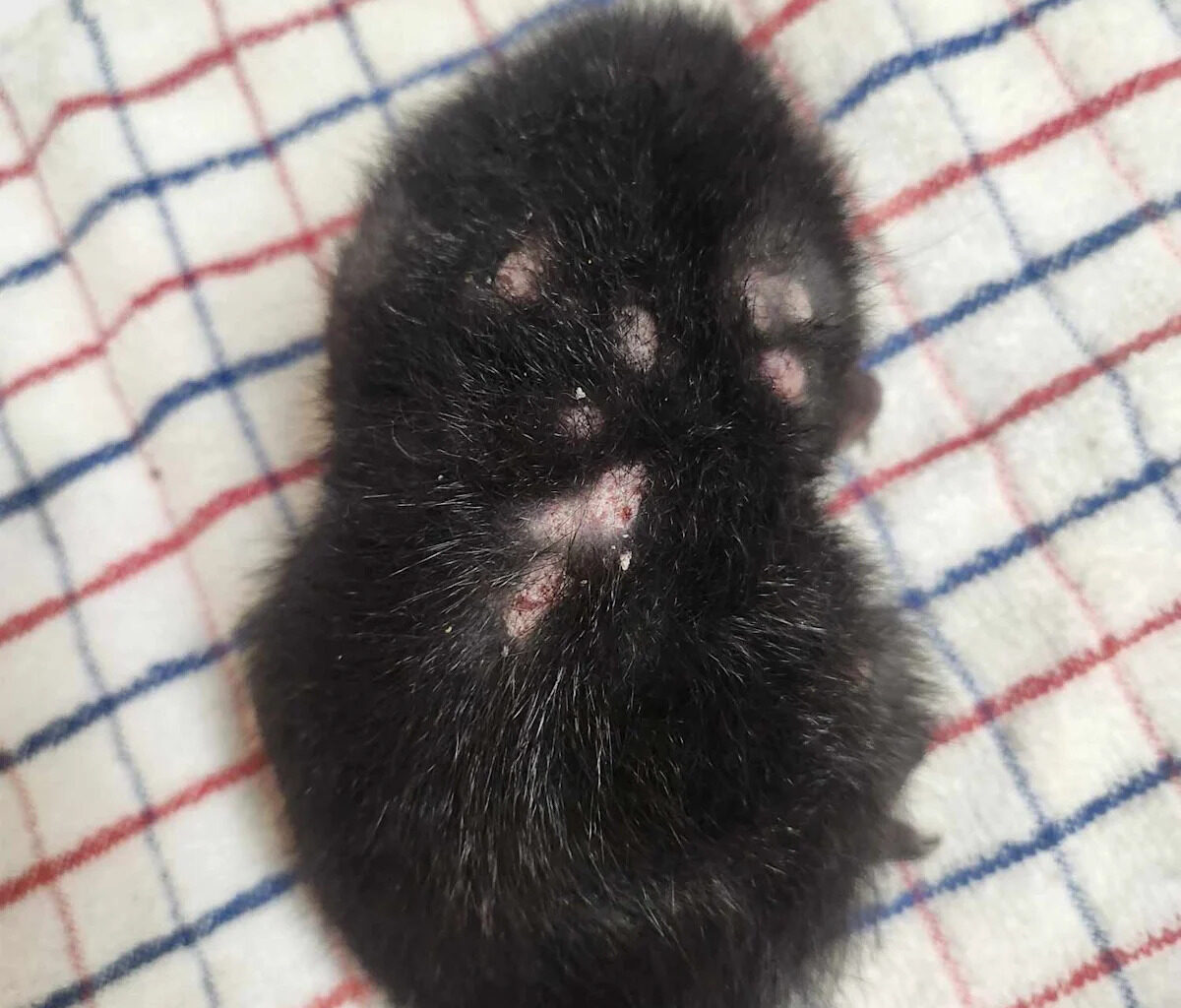 Lesion-covered squirrels with potentially life-threatening virus popping up in backyards across US