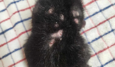 Lesion-covered squirrels with potentially life-threatening virus popping up in backyards across US