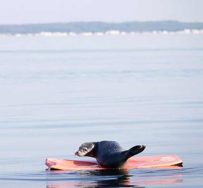 Seal spotted on boogie board in Old Orchard Beach seal pup old orchard beach boogie board