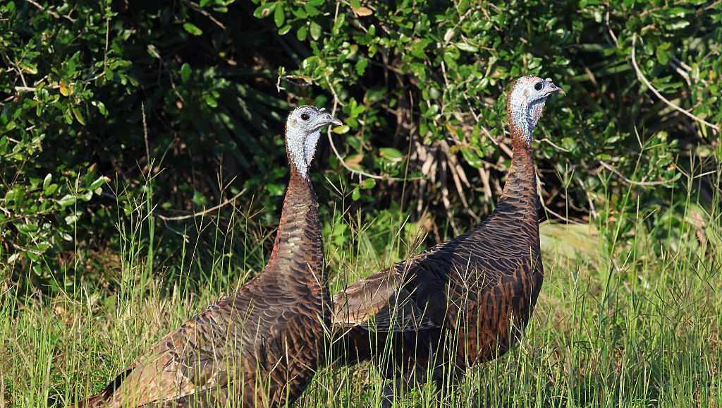 State asks public to help track wild turkeys