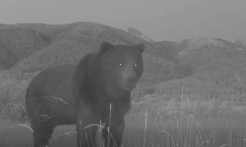 Peculiar-looking grizzly bear in front of trail camera.