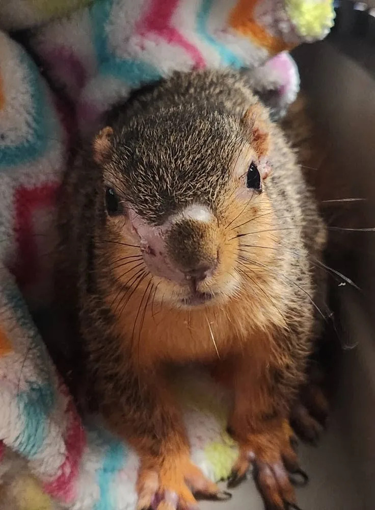 Maxine after recovering from squirrel pox.