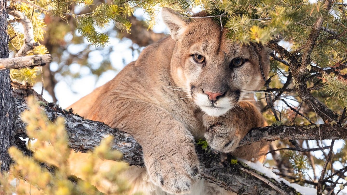 A cougar in a tree.