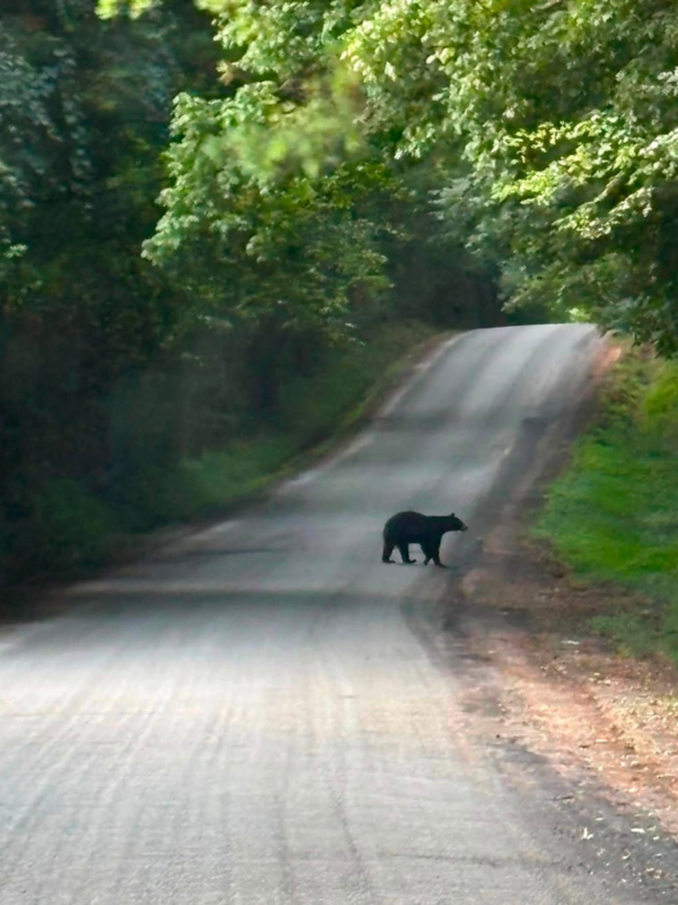 Black bear spotted in Carroll County