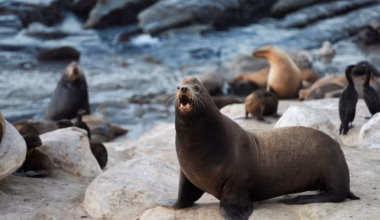 Federal probe investigates viral video showing attack on sea lion