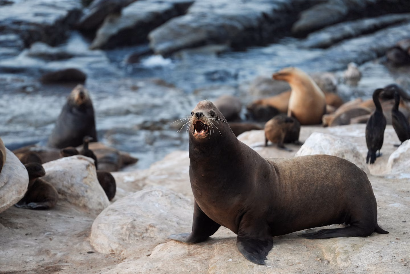 Federal probe investigates viral video showing attack on sea lion