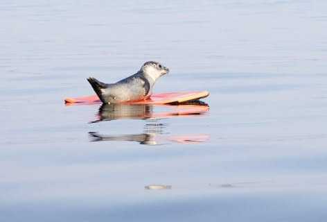 Seal spotted on boogie board in Old Orchard Beach seal pup old orchard beach boogie board