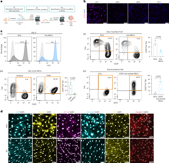 Derivation of functional retinal endothelial cells from human pluripotent stem cells for therapeutics and modelling