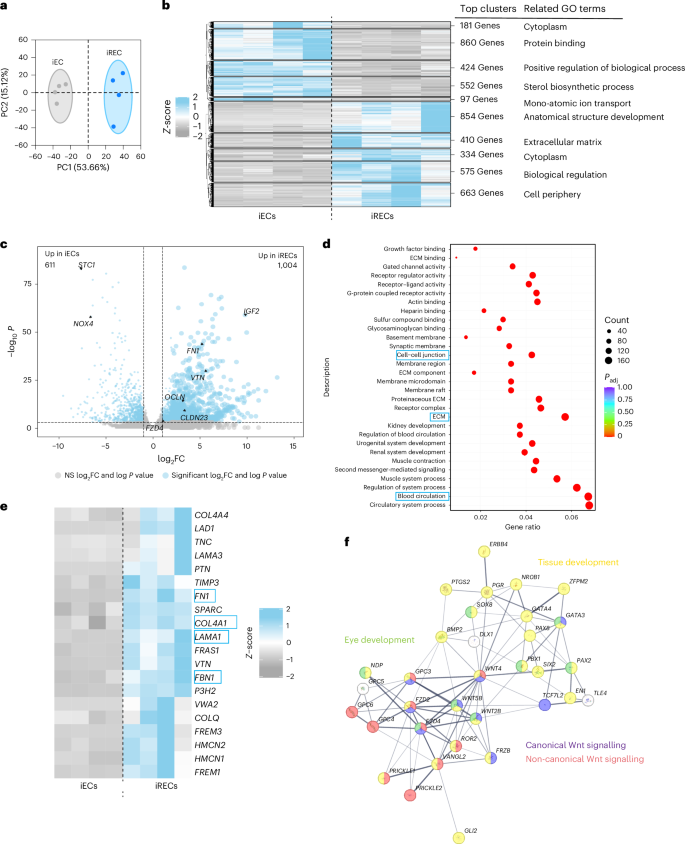 Fig. 3: Transcriptomic analysis of iRECs reveals their distinct recapitulation of the REC genotype.