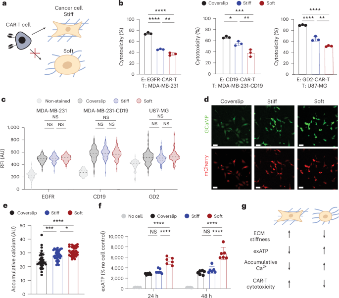 Identifying and reprogramming softness-driven cancer stem-like cells overcomes CAR-T cell resistance in solid tumours