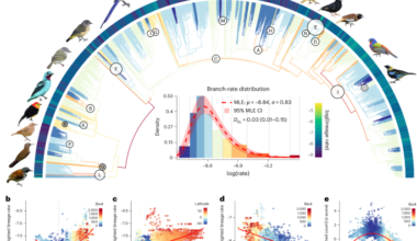 Rates of passerine body plan evolution in time and space