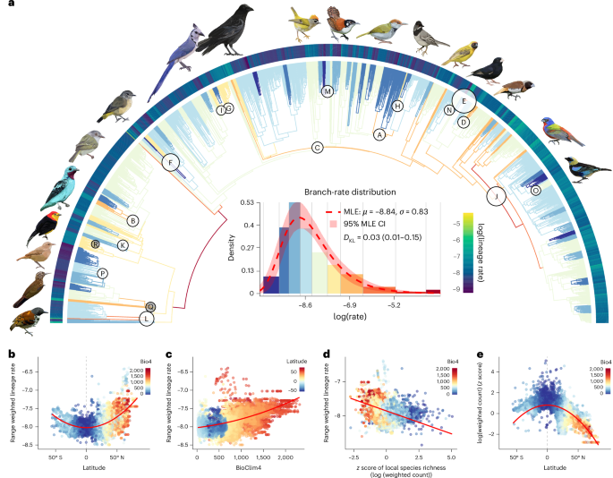Rates of passerine body plan evolution in time and space