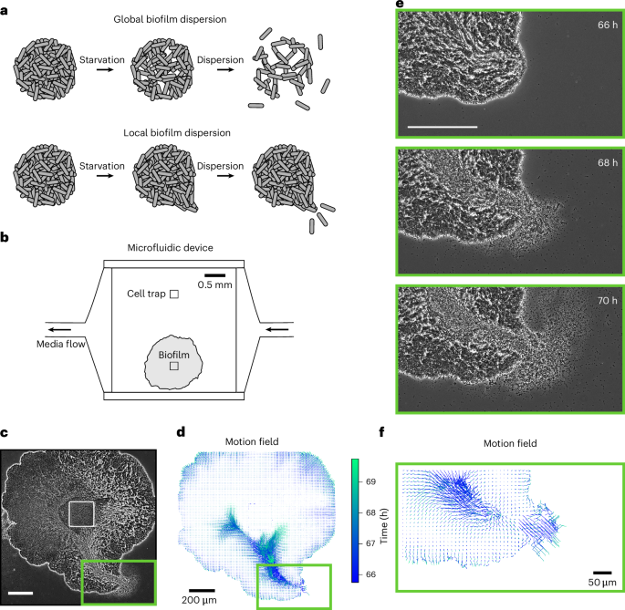 Self-generated hydrogel ejects bacterial cells for localized biofilm dispersion