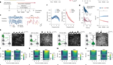 Restoring cortical disinhibition improves Huntington’s disease phenotypes