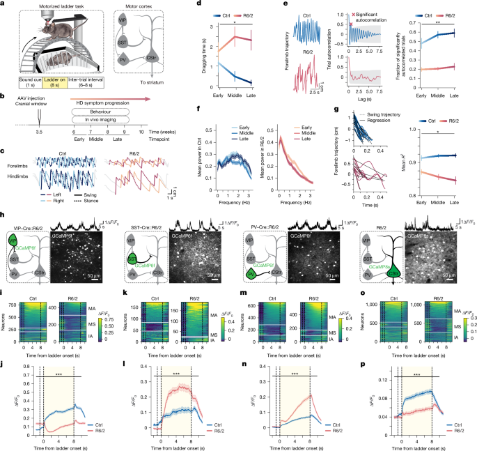 Restoring cortical disinhibition improves Huntington’s disease phenotypes