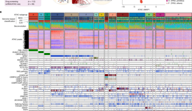 Chromatin landscape and epigenetic heterogeneity of acute myeloid leukaemia