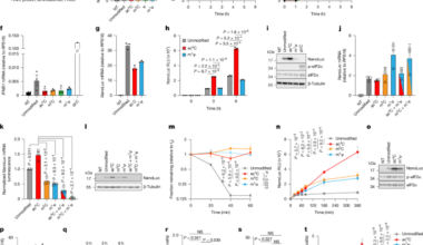 N4-Acetylcytidine enhances synthetic mRNA translation yield and fidelity