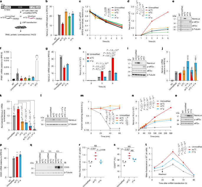 N4-Acetylcytidine enhances synthetic mRNA translation yield and fidelity