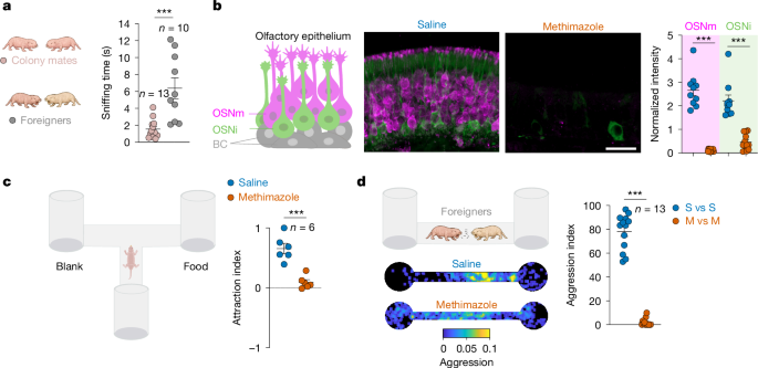 A queen odour mediates reproductive suppression in a eusocial mammal
