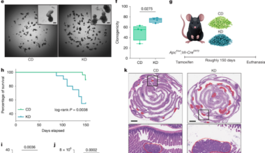 Ketogenic diet mediates intestinal tumorigenesis through lipids not ketones
