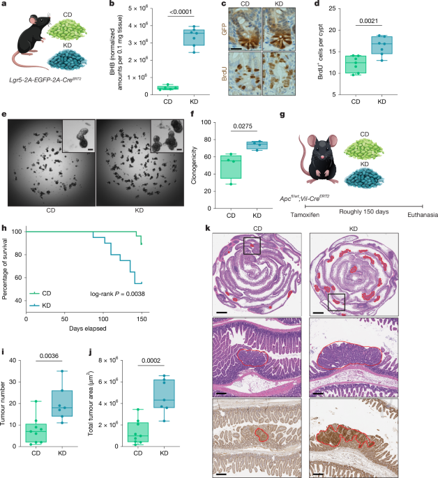Ketogenic diet mediates intestinal tumorigenesis through lipids not ketones